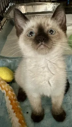 Sabrina 5.15.26 (prespay)