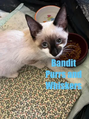 Bandit
