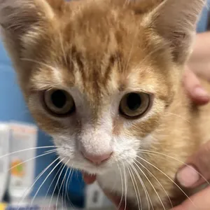Weasley