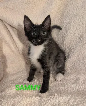 Sammy