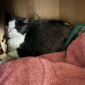 Finn