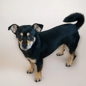 Gavino