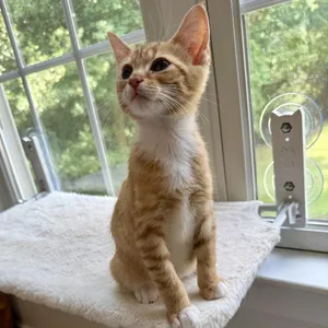 Orange Flambé