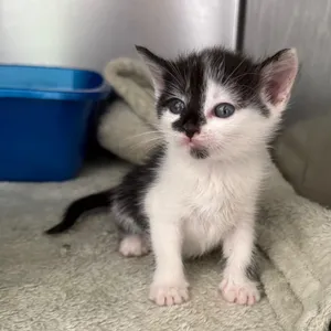 Doris