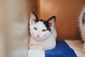 94873A Mavis- PetSmart West Ashley