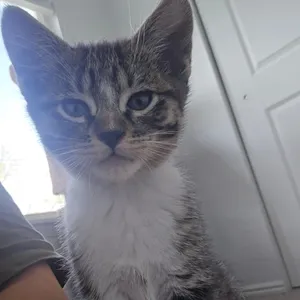 Neko Tiner