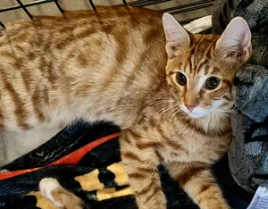 Garfield