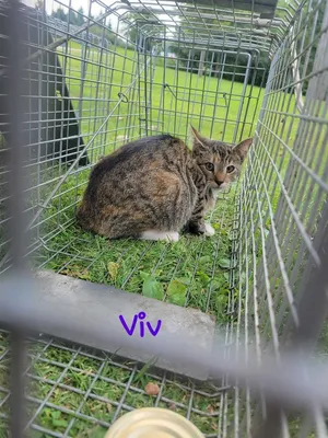 Viv
