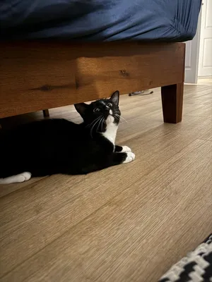 Kitty