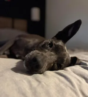 Holly