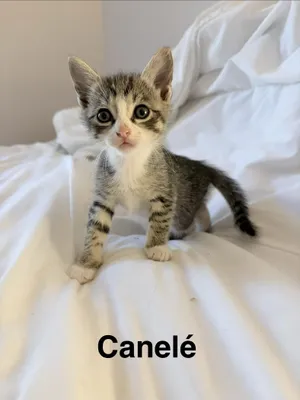 The Sweet 16 kittens