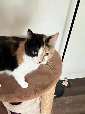 Callie