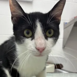 Sir Moffet