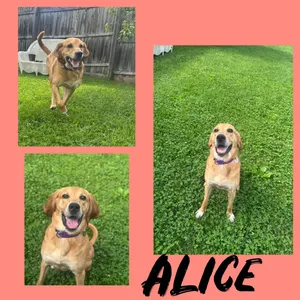 Alice