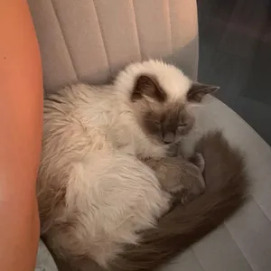 Sabrina DAP