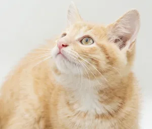 Peanut is DEFINITELY purrfect - orange sweetie