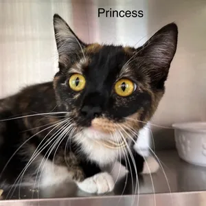 Princess