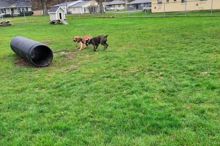Lake County Dog Shelter