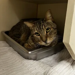 Pumba