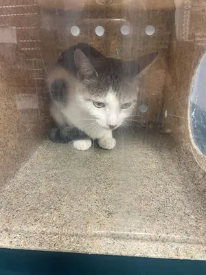 TUNA