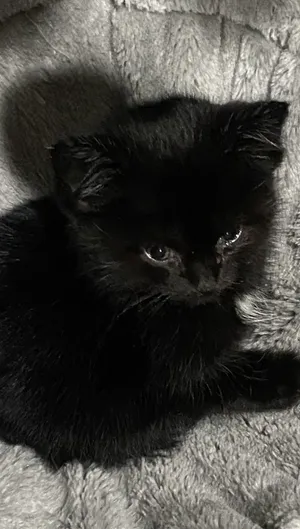 Bouba