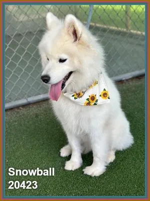 SNOWBALL