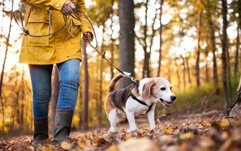 Dog Walking 101: Here Is What You Should Know