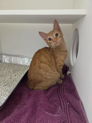Cheeto