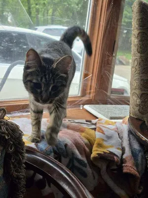 Nilla