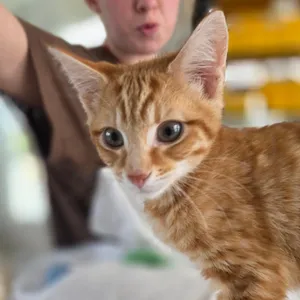 Mufasa