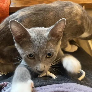 Linus (bonded with Ghee)