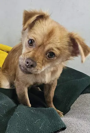 Chewie