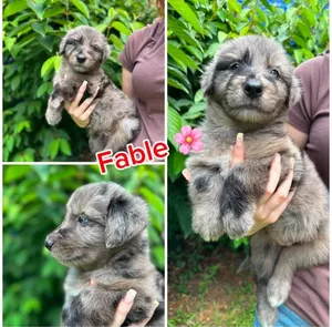 Fable