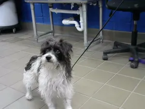 SAM