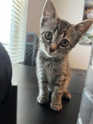 SAMANTHA
