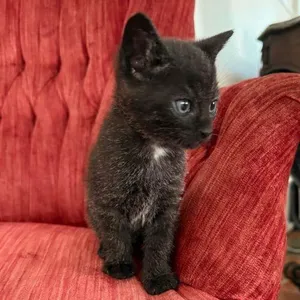 Binx 5777 C