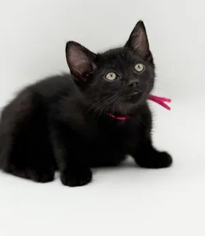 Misty (Pink collar)
