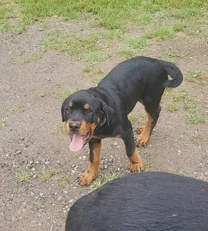 HANS