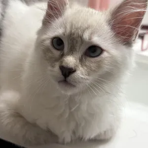 Gizmoo