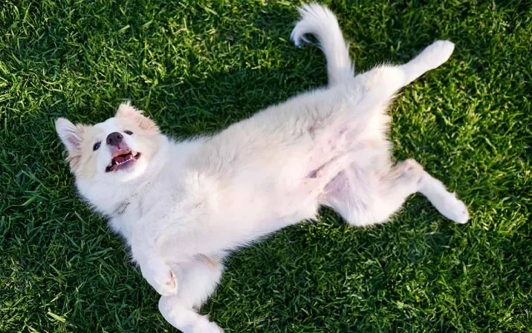 Why Do Your Puppies Roll On Their Backs?
