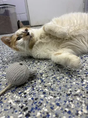 Tiny