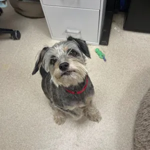 Baxter