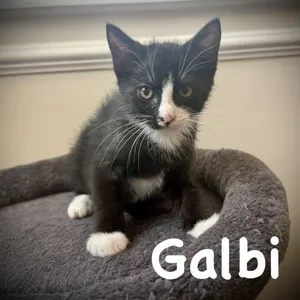 Galbi