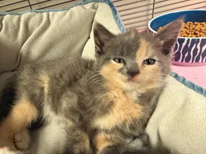 Zelda