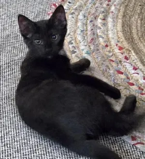 Pepper