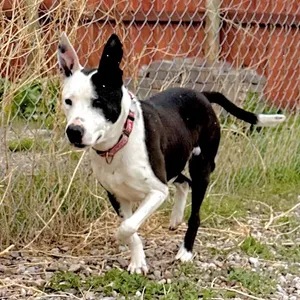 Sadie