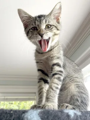 Percival