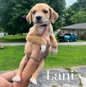 Lani