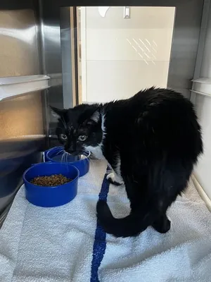 OREO