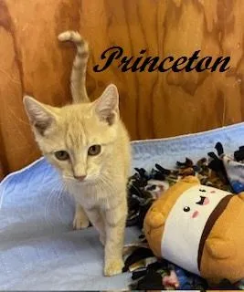 Princeton